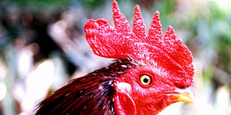 Xem mắt gà chọi
